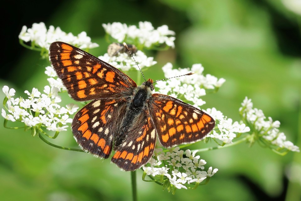 Euphydryas maturna - díszes tarkalepke