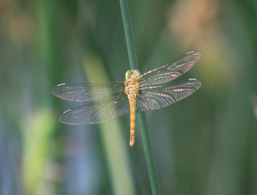 Sympetrum striolatum - harántsávos katona-szitakötő