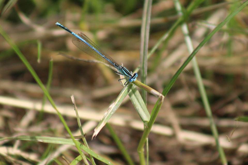 Platycnemis pennipes - széleslábú szitakötő