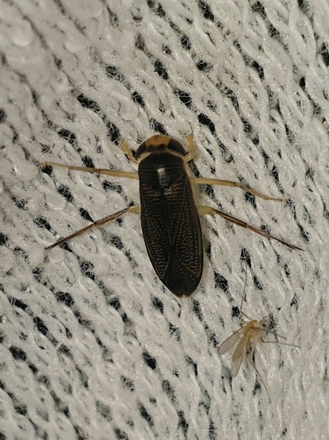 Corixidae - búvárpoloskák Corixidae - búvárpoloskák