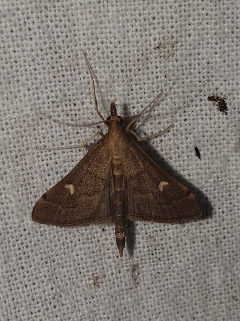 Dolicharthria punctalis - hosszúlábú tűzmoly