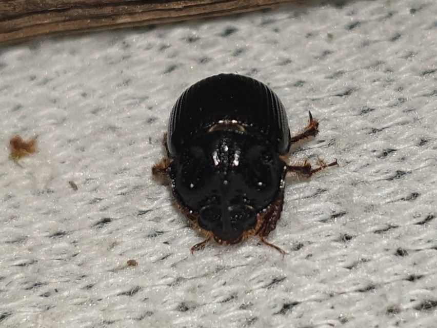 Odonteus armiger - mozgószarvú álganéjtúró