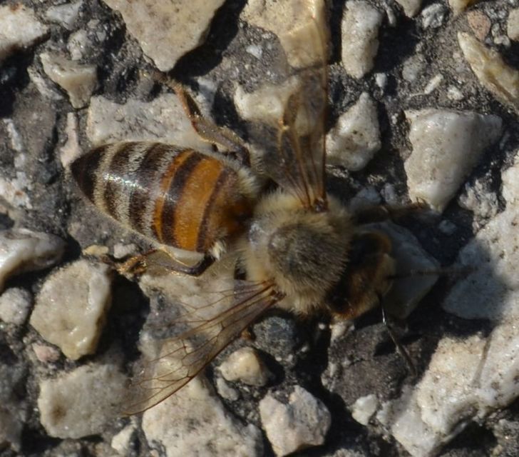 Apis mellifera - háziméh