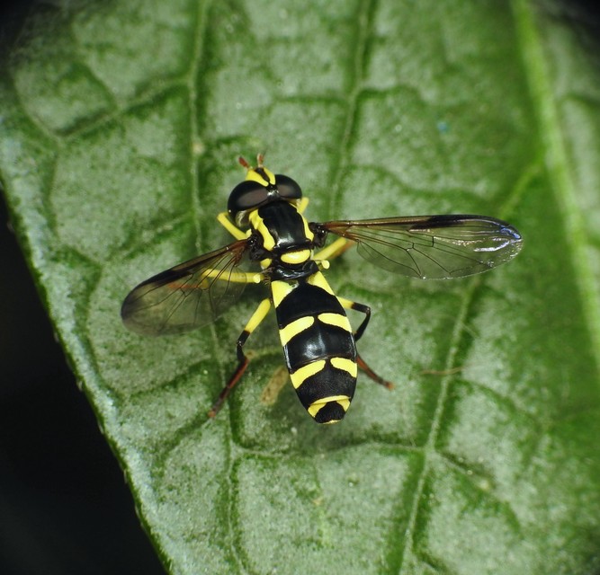 Xanthogramma dives - foltosszárnyú oldalsávoslégy
