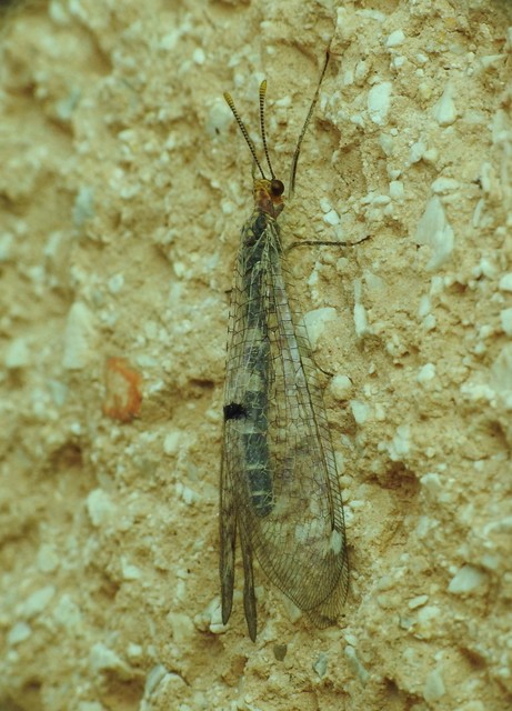 Megistopus flavicornis - kétfoltos hangyaleső Megistopus flavicornis - kétfoltos hangyaleső