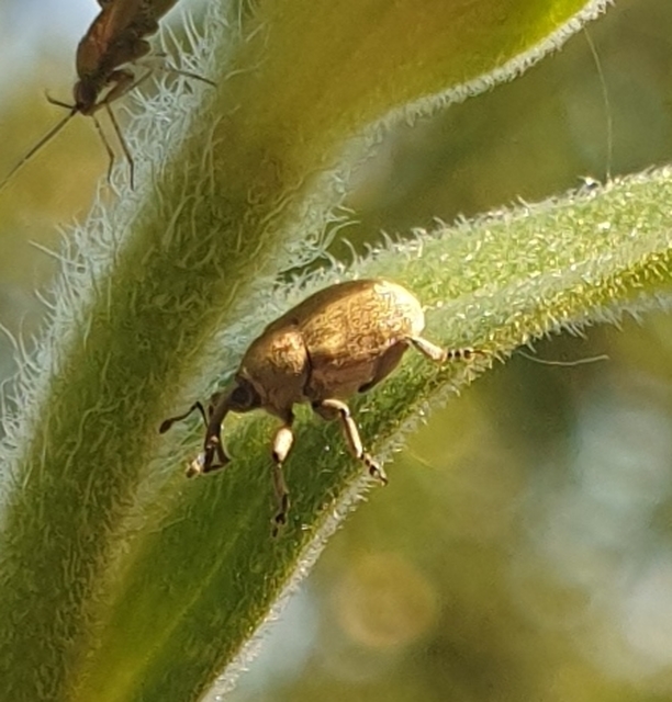 Sibinia pellucens - mécsvirágormányos