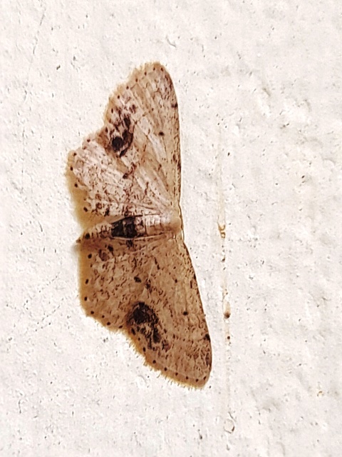 Idaea dimidiata - gyakori apróaraszoló
