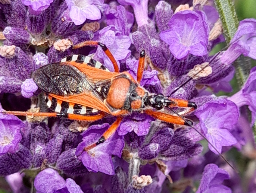 Rhynocoris iracundus - közönséges gyilkospoloska