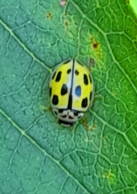 Propylea quatuordecimpunctata - tizennégypettyes füsskata
