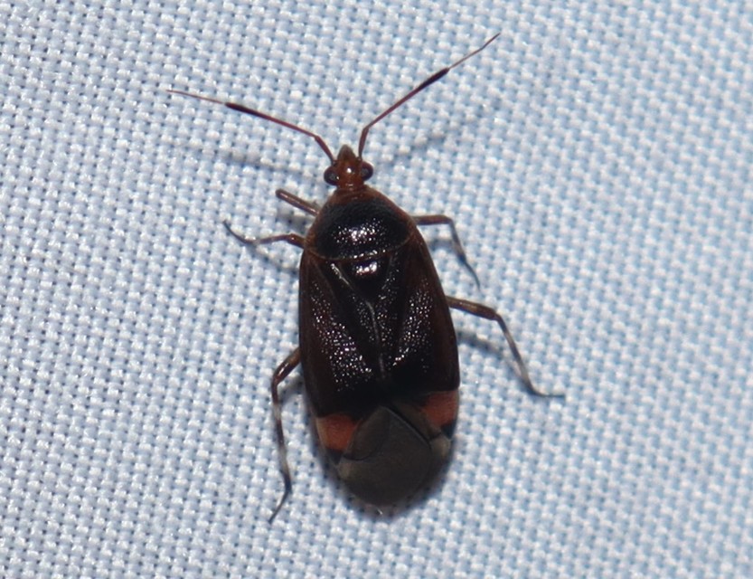 Deraeocoris ruber - vöröses mezeipoloska