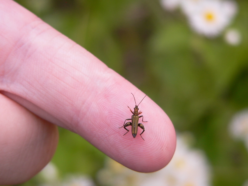 Oedemera flavipes - sárgalábú álcincér Oedemera flavipes - sárgalábú álcincér