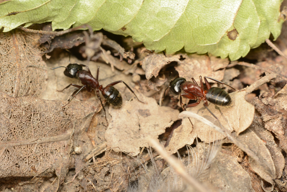 Camponotus ligniperda - faodvasító lóhangya