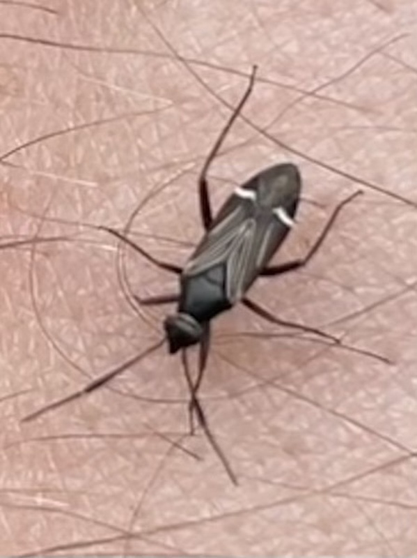 Cremnocephalus albolineatus