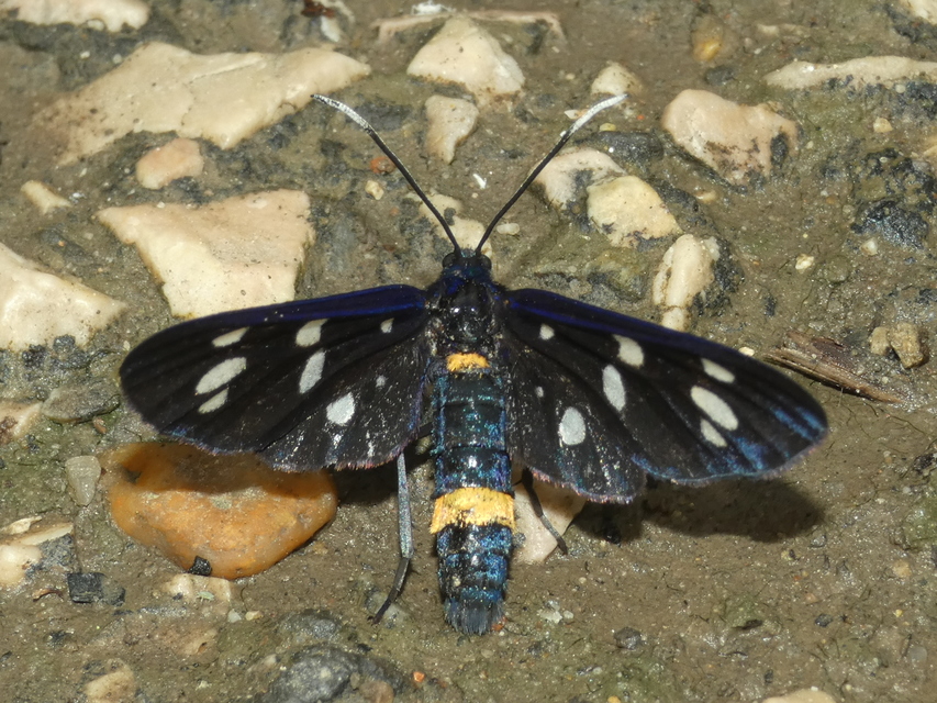 Amata phegea - fehérpettyes álcsüngőlepke