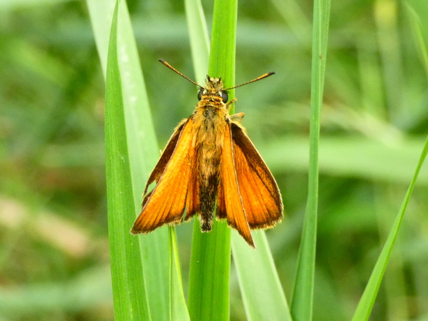 Thymelicus lineola - vonalas busalepke