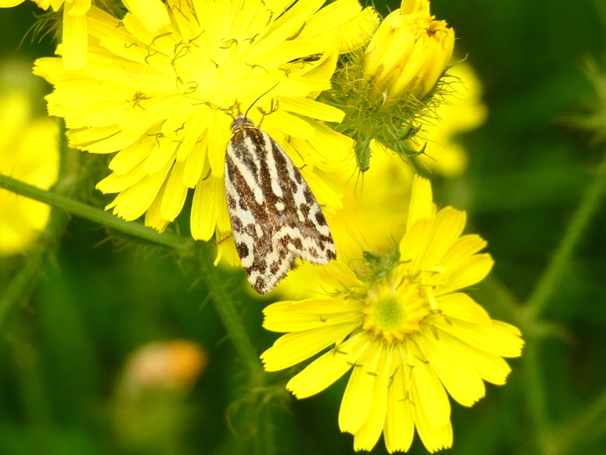 Emmelia trabealis - zebrabagoly