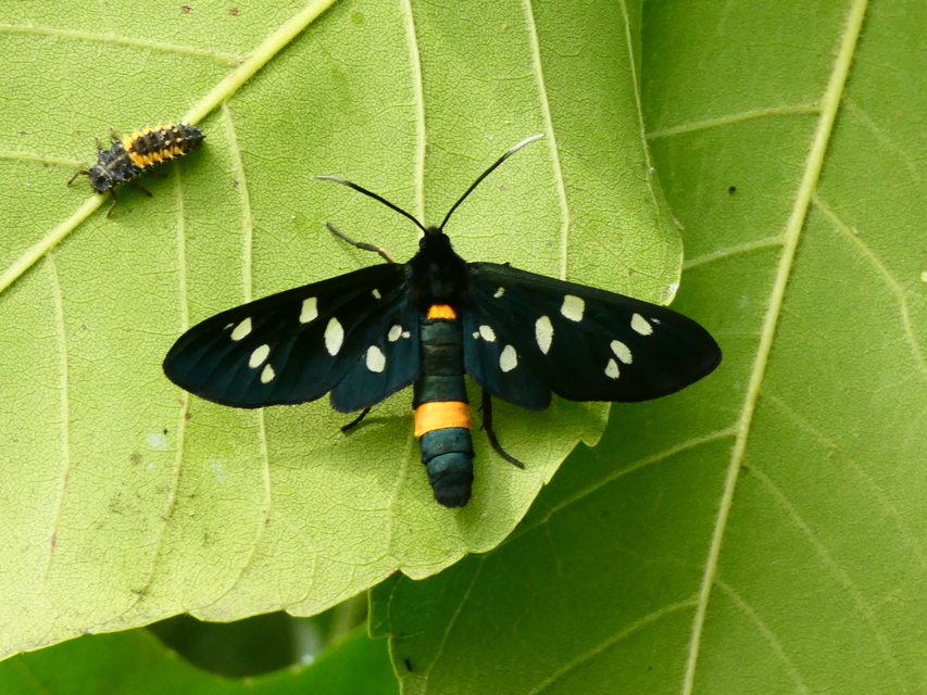 Amata phegea - fehérpettyes álcsüngőlepke