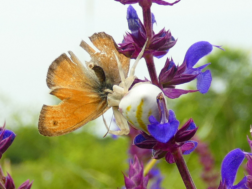 Coenonympha pamphilus - kis szénalepke