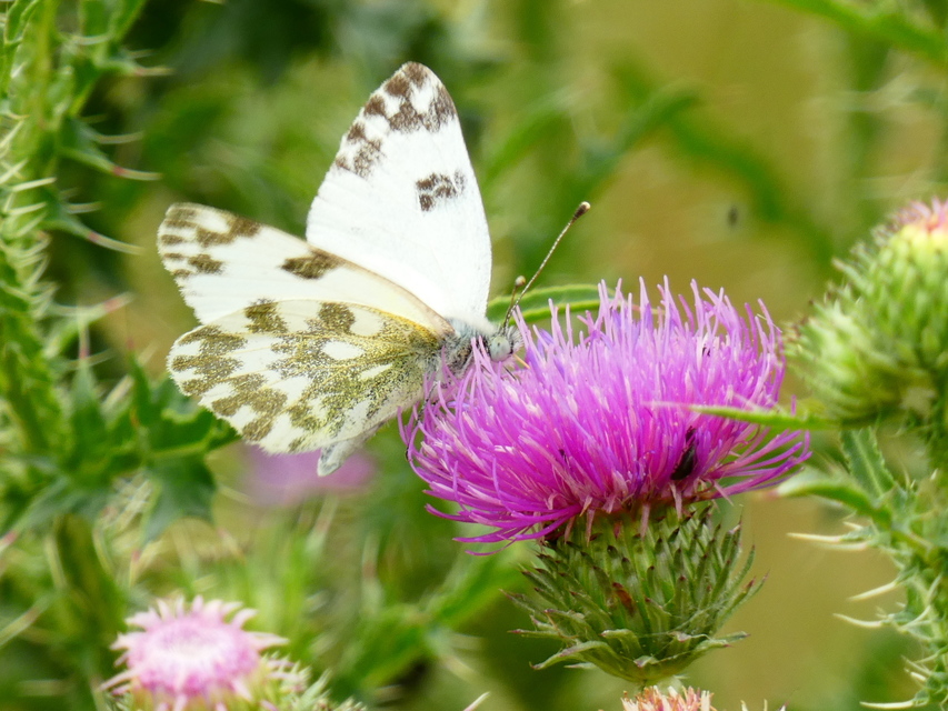 Pontia edusa - rezedalepke