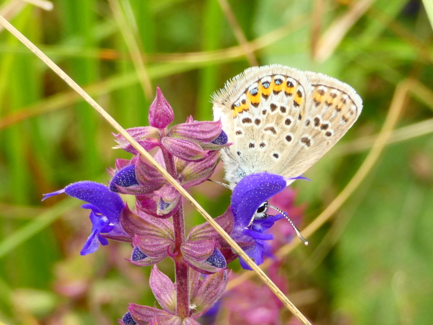 Plebejus argus - ezüstös boglárka