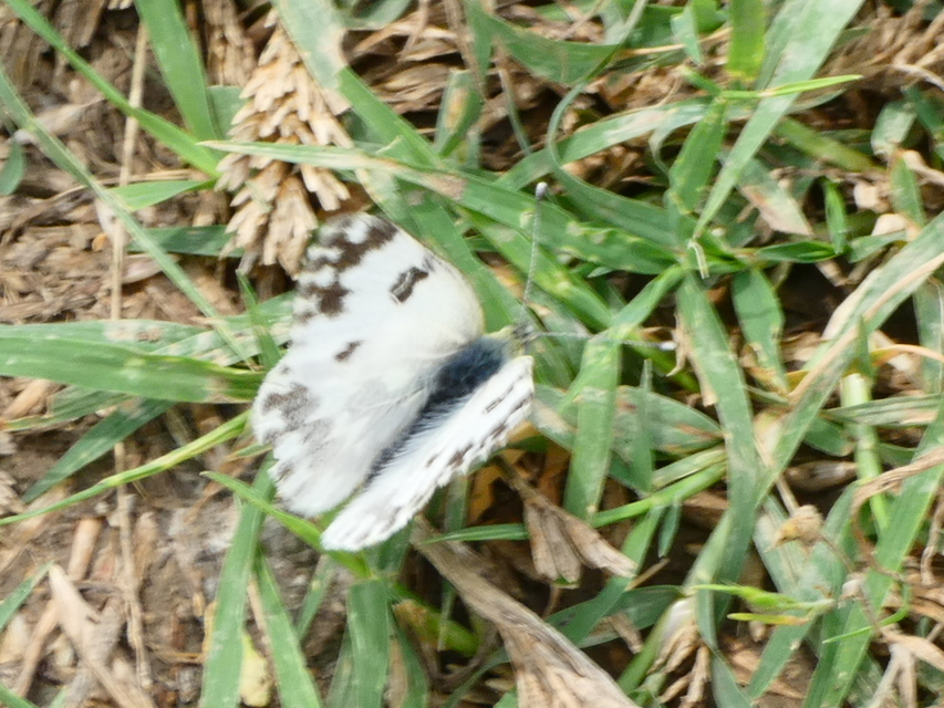 Pontia edusa - rezedalepke