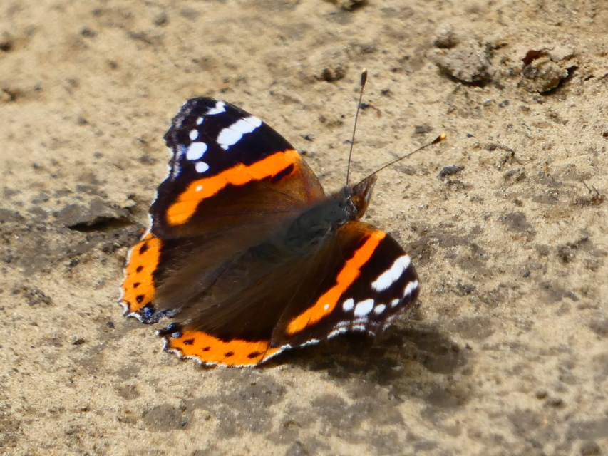 Vanessa atalanta - atalantalepke