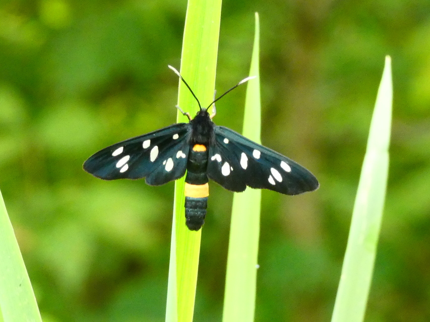 Amata phegea - fehérpettyes álcsüngőlepke
