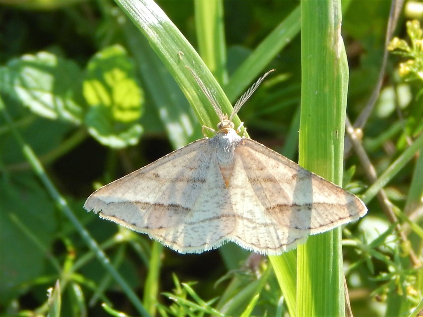 lucerna-araszoló - Tephrina arenacearia