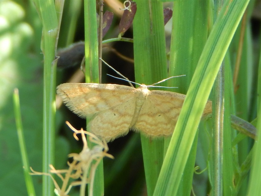 kis sávosaraszoló - Idaea serpentata