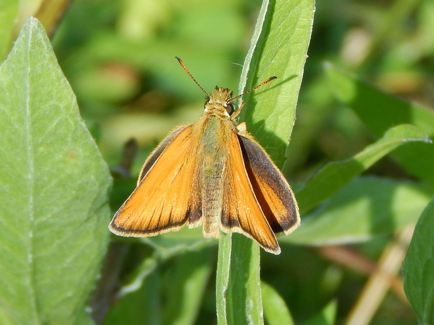 Thymelicus lineola - vonalas busalepke