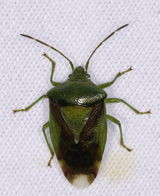 Elasmostethus Elasmostethus