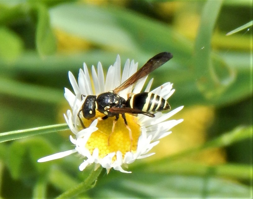Hymenoptera - Hártyásszárnyúak