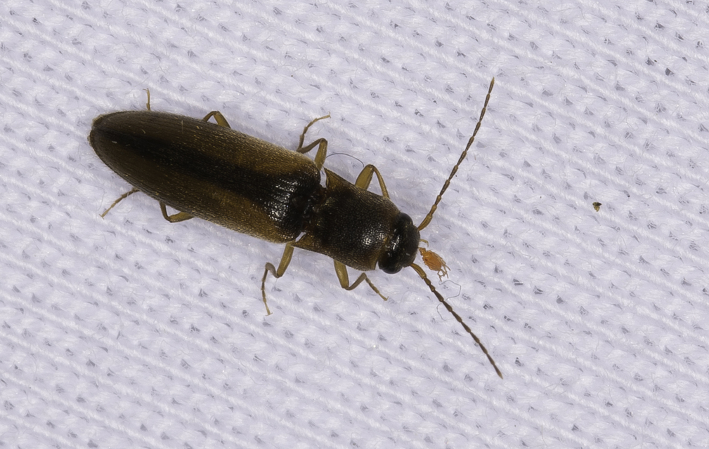 Dalopius marginatus - szegélyes pattanó