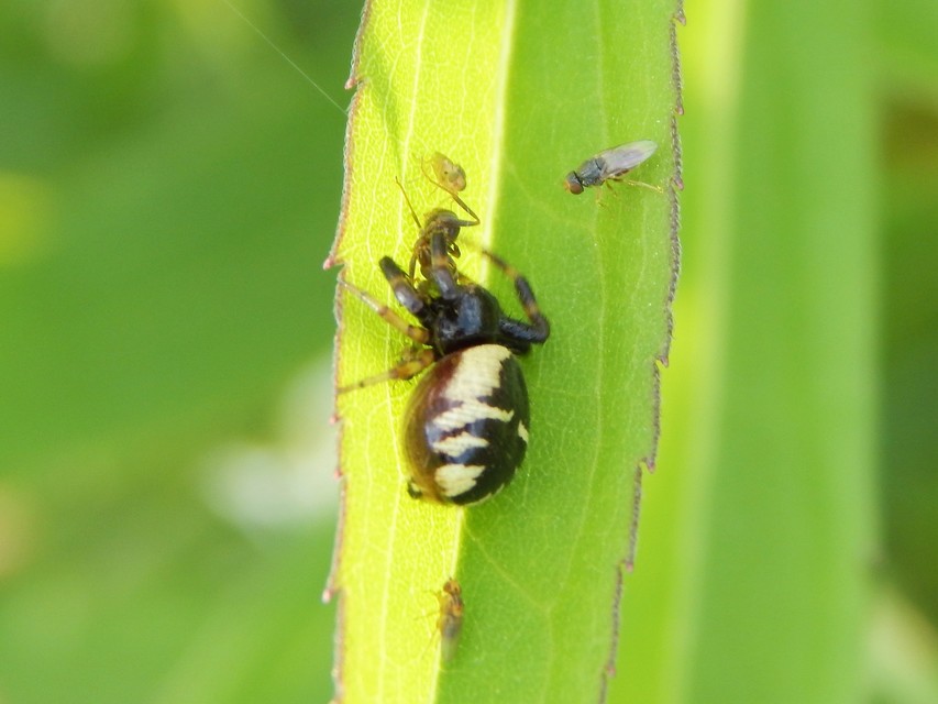 Araneae - Pókok