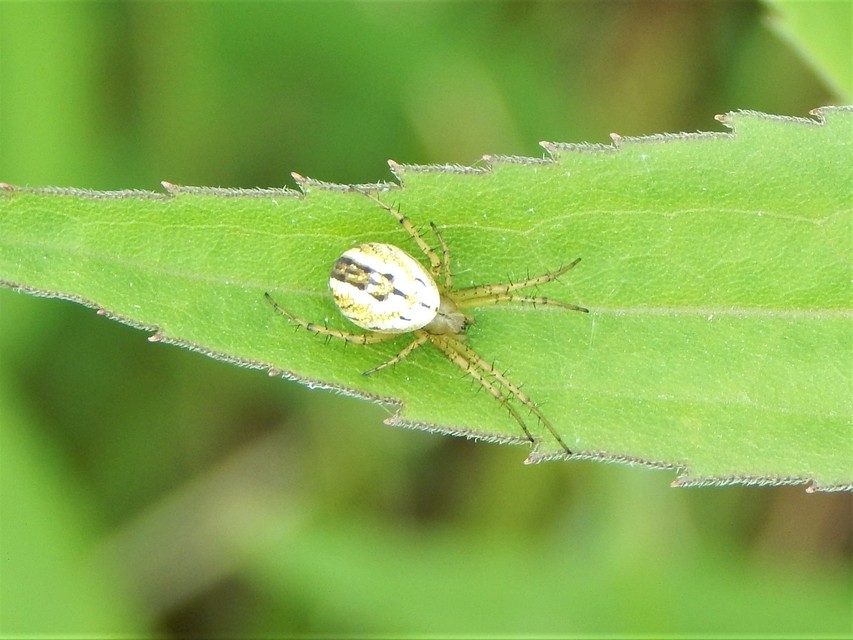 Mangora acalypha - réti keresztespók