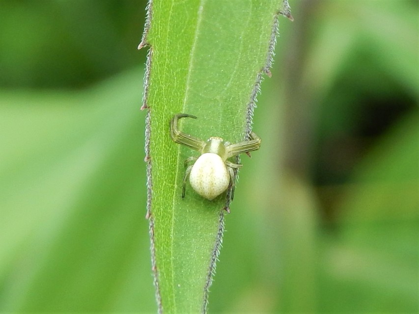 Araneae - Pókok