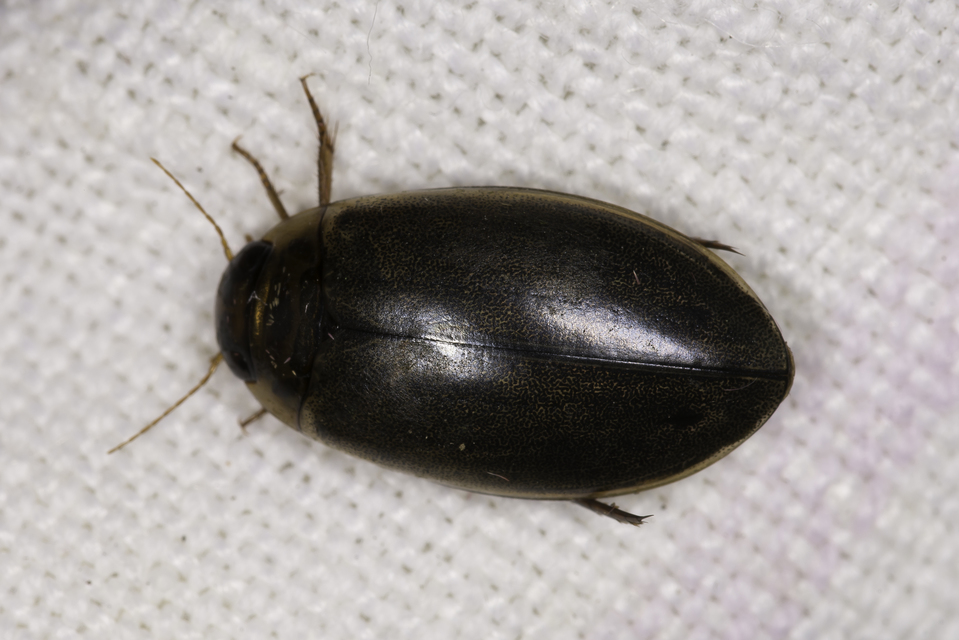 Rhantus suturalis - gyakori particsíkbogár