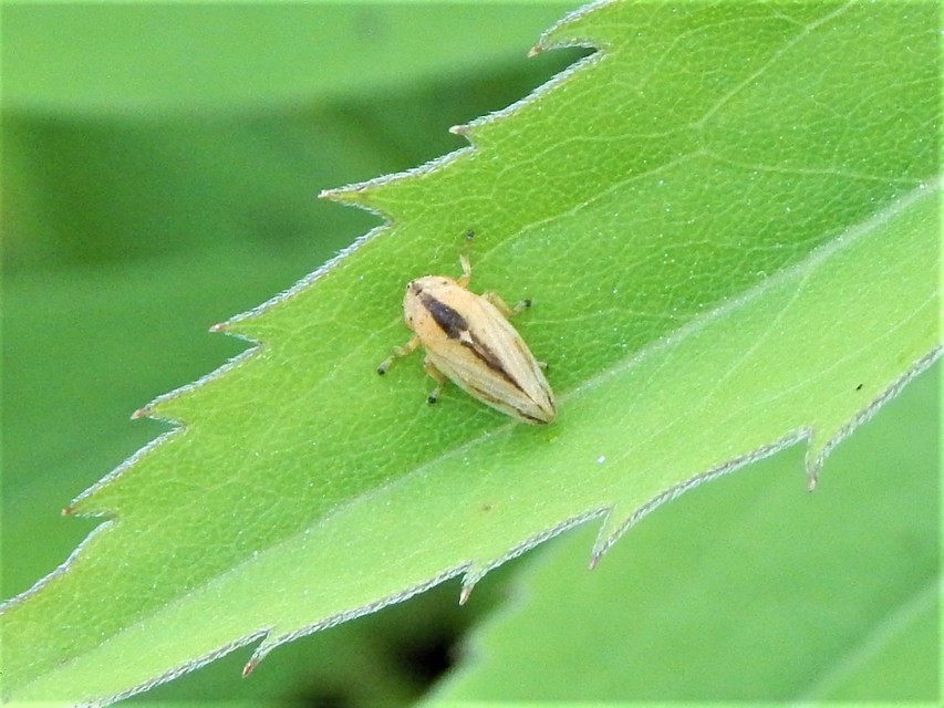Auchenorrhyncha - Kabócák