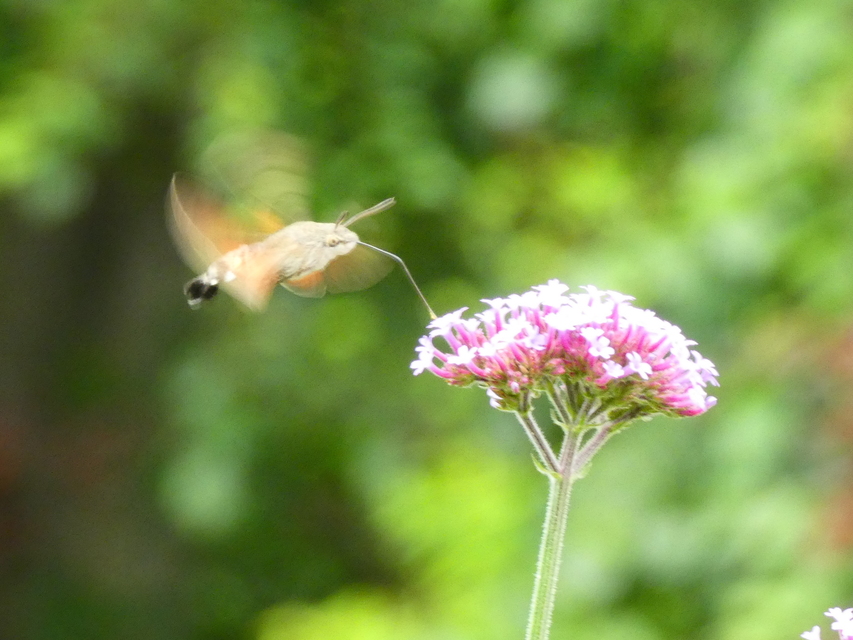 Macroglossum stellatarum - kacsafarkú szender