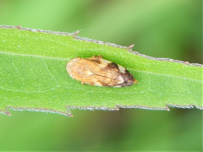 Auchenorrhyncha - Kabócák