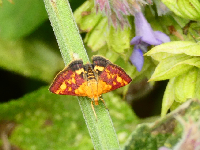 Pyrausta