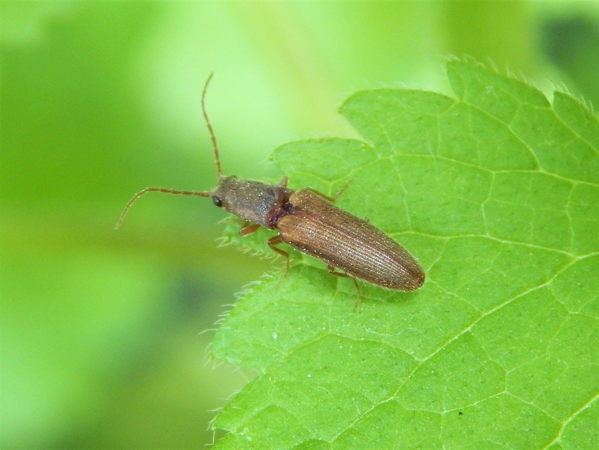 Athous bicolor - hosszúnyakú pattanó