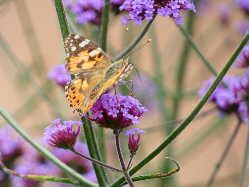Vanessa cardui - bogáncslepke