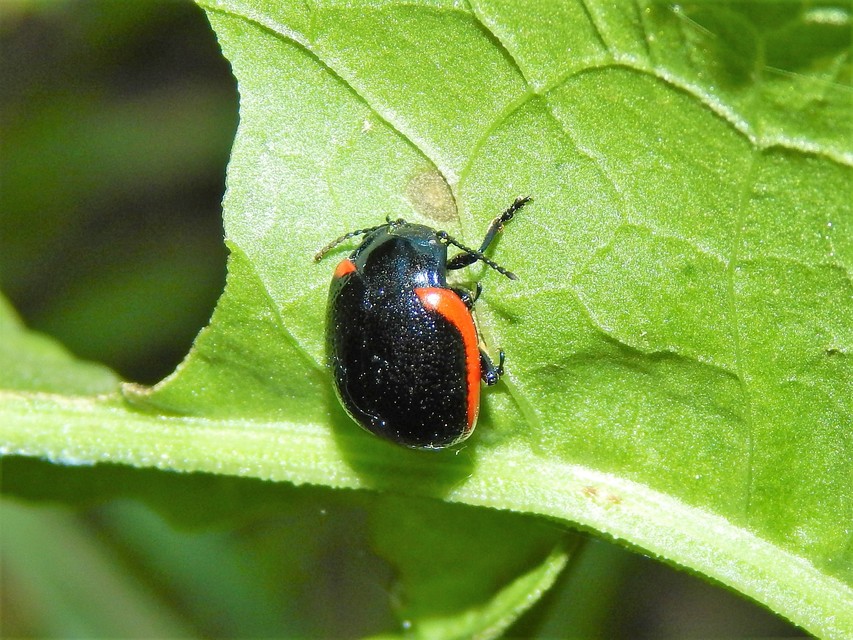 Chrysolina rossia - trapézhátú szegélyeslevelész