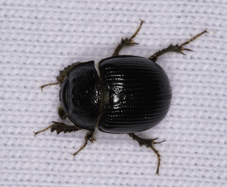 Odonteus armiger - mozgószarvú álganéjtúró