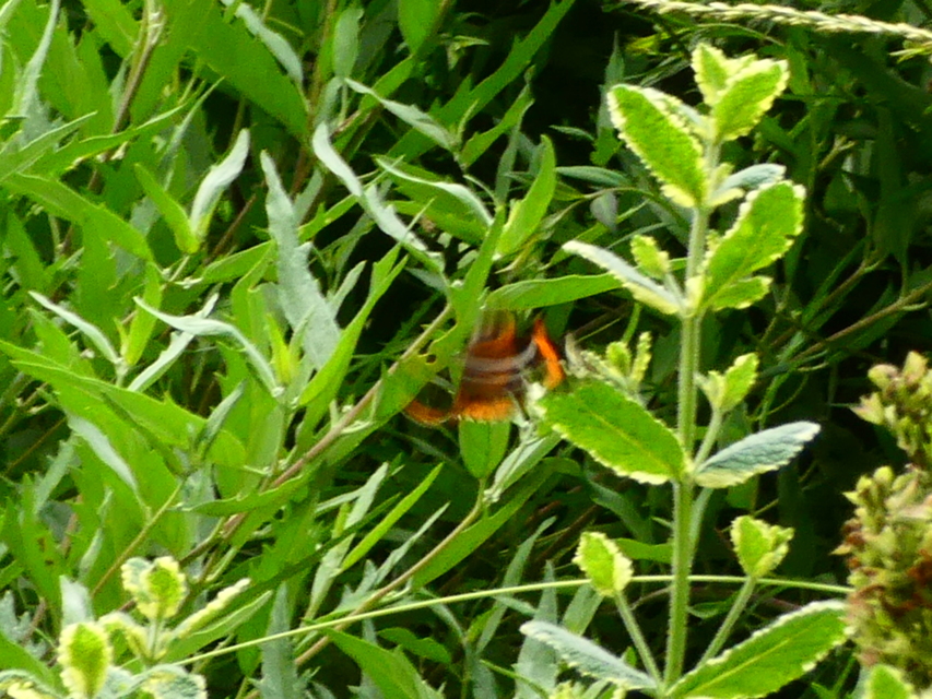 Vanessa atalanta - atalantalepke