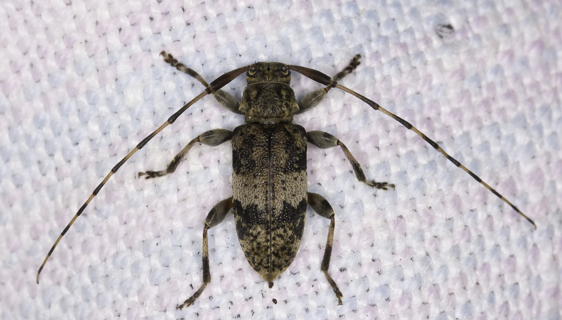 Leiopus nebulosus - öves gesztcincér