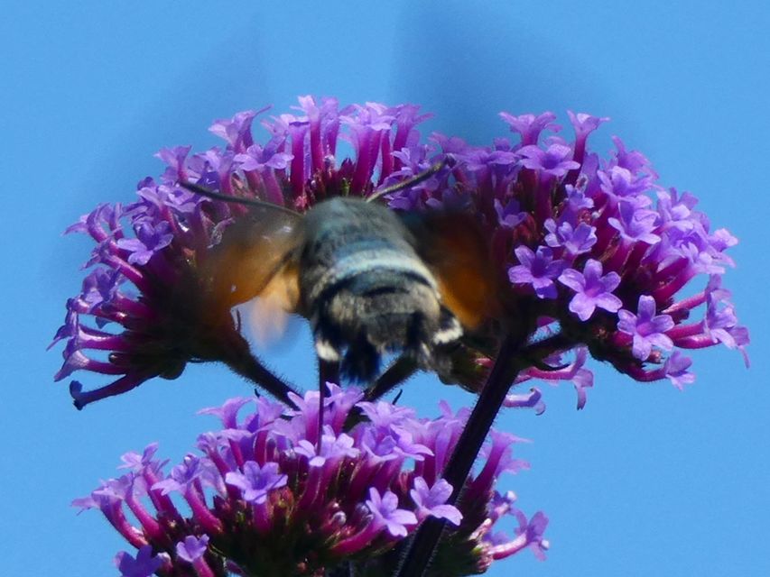 Macroglossum stellatarum - kacsafarkú szender