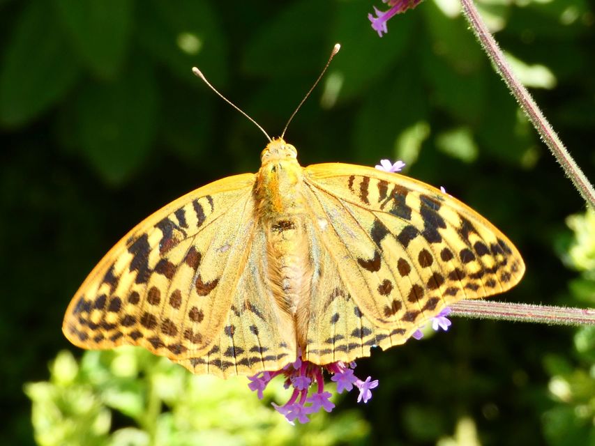 Argynnis pandora - zöldes gyöngyházlepke