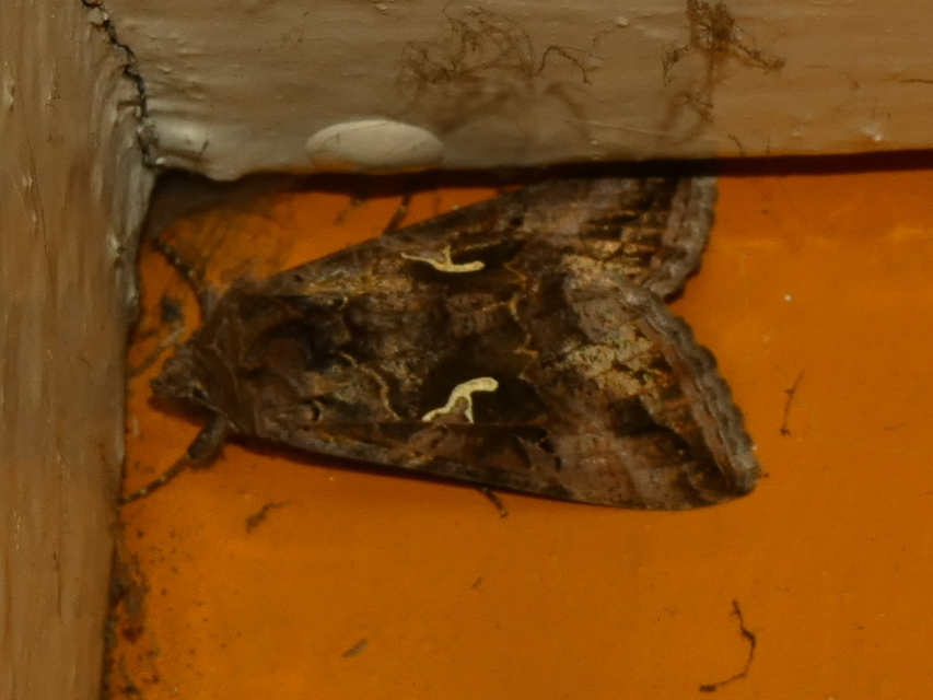 Autographa gamma - gammalepke